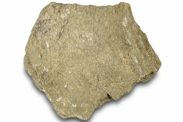 Dinosaur (Triceratops) Bone Section - Montana #307089